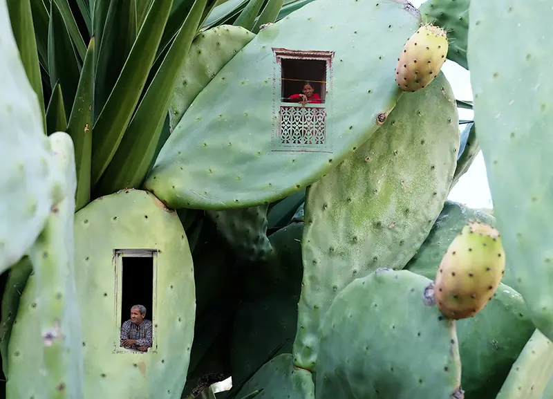 Fenster in einem Kaktus, aus dem Menschen herausschauen